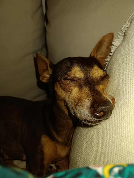 DAISY LA BELLE CHIHUAHUA