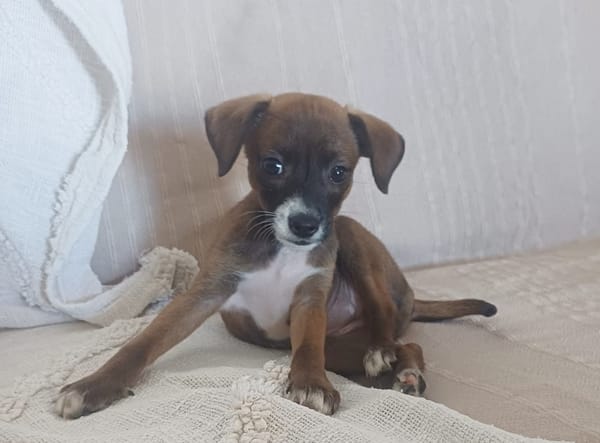 VEKNA, chiot femelle croisée Chihuahua & Pinsher