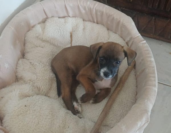 VEKNA, chiot femelle croisée Chihuahua & Pinsher