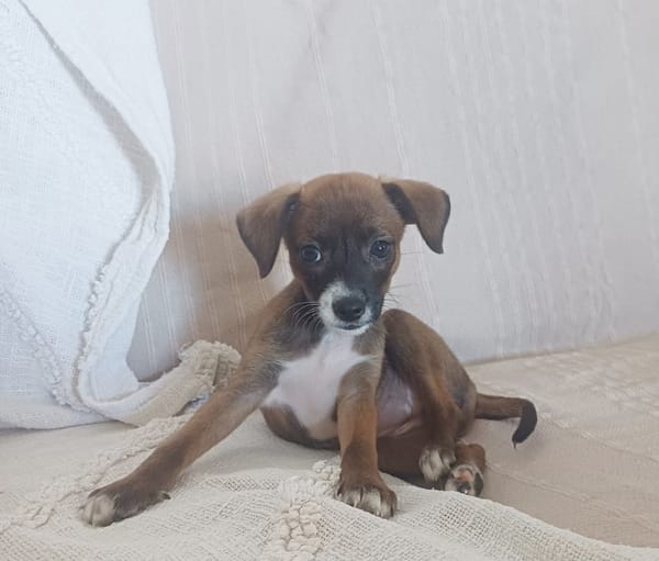 VEKNA, chiot femelle croisée Chihuahua & Pinsher