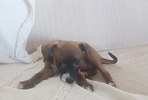 VEKNA, chiot femelle croisée Chihuahua & Pinsher