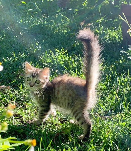 CHARLOTTE, chaton femelle européen