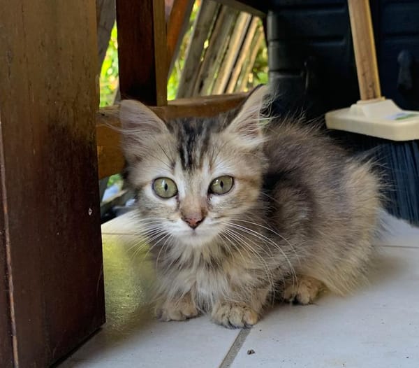 CHARLOTTE, chaton femelle européen