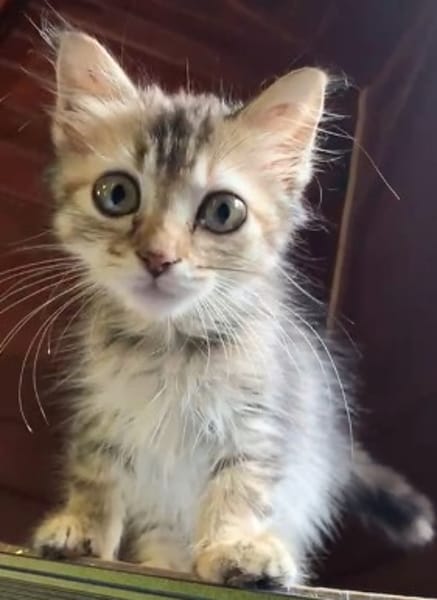 CHARLOTTE, chaton femelle européen