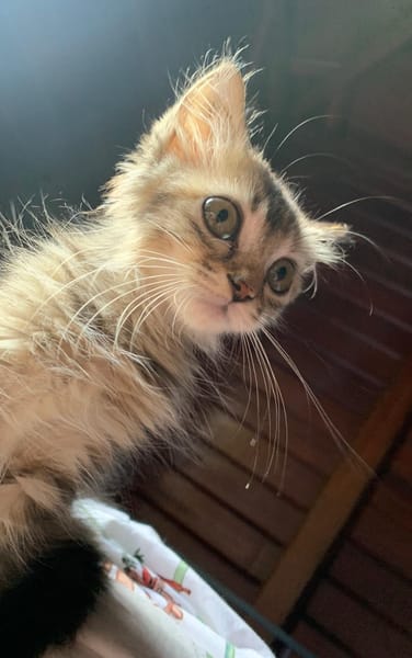 CHARLOTTE, chaton femelle européen