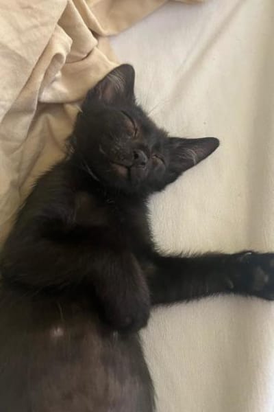 Klein♥Luno♥wartet schon in 22143 Hamburg