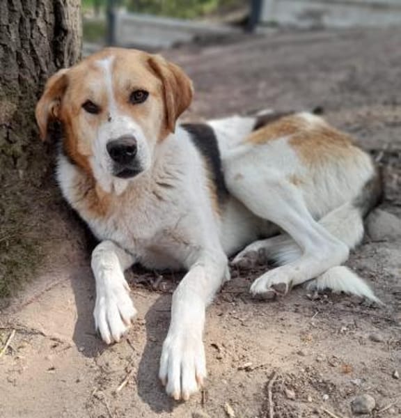 Feinfühliger, sanfter Sami sucht