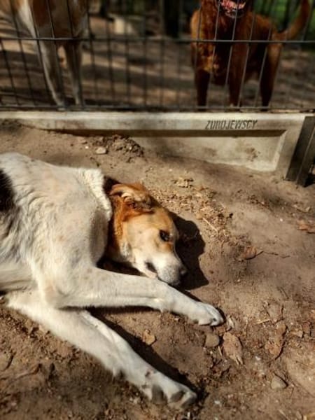 Feinfühliger, sanfter Sami sucht