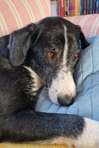 Genießerschnute ♥Mona♥ in 01640 Coswig