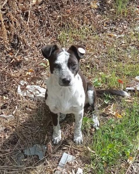 Die süße Orea sucht ihr Zuhause für imme