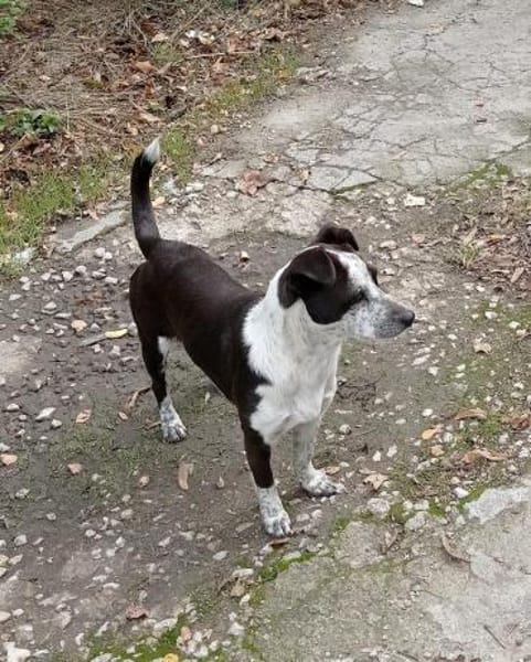 Die süße Orea sucht ihr Zuhause für imme