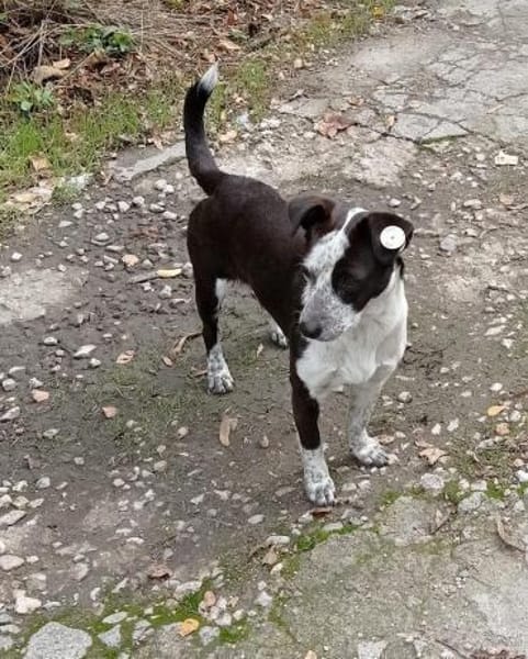 Die süße Orea sucht ihr Zuhause für imme