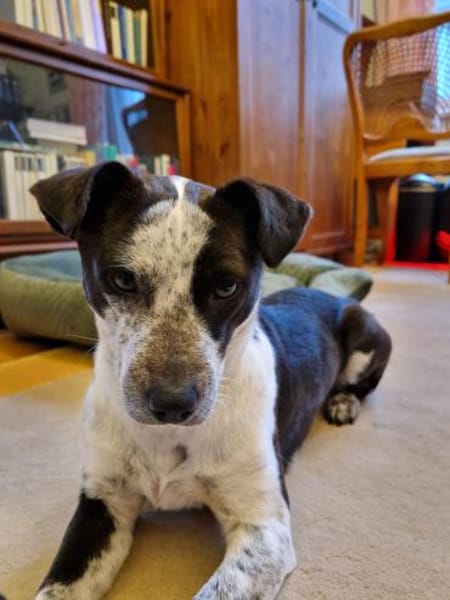 Die süße Orea sucht ihr Zuhause für imme