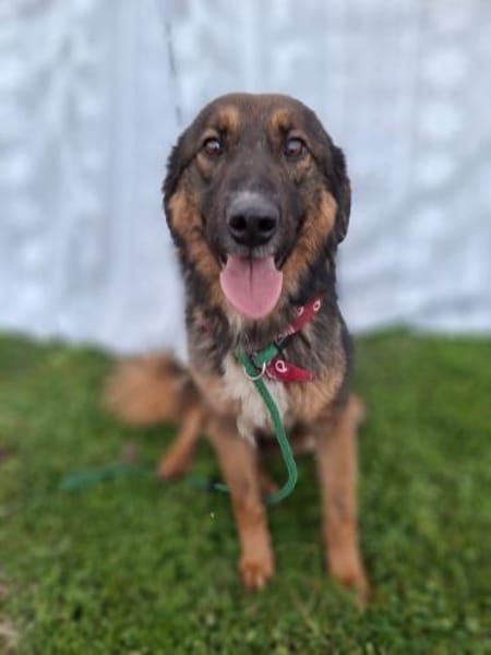 Hermine 💙 sucht ihr Zuhause!