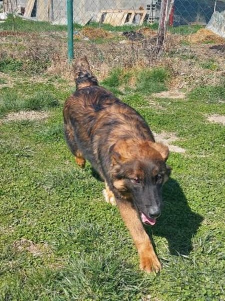 Hermine 💙 sucht ihr Zuhause!