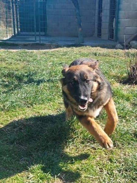 Hermine 💙 sucht ihr Zuhause!