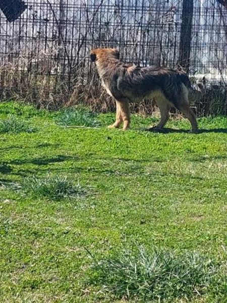 Hermine 💙 sucht ihr Zuhause!