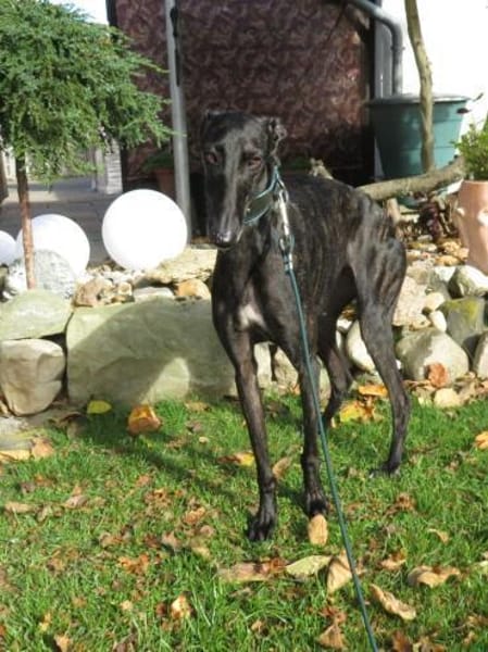 Zarte Galga sucht liebevolles Zuhause