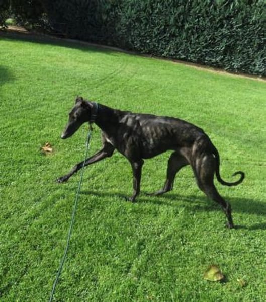 Zarte Galga sucht liebevolles Zuhause