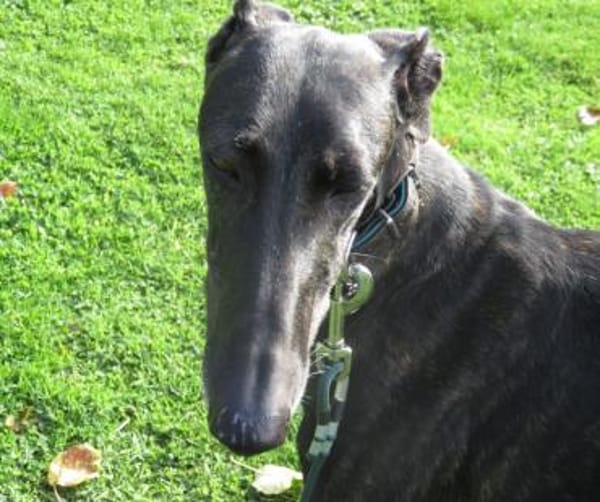 Zarte Galga sucht liebevolles Zuhause