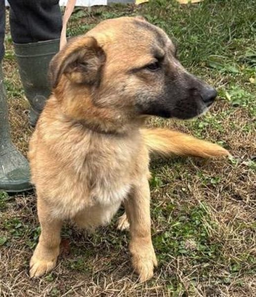 Little Ben -wartet in PLZ 16835 auf DICH