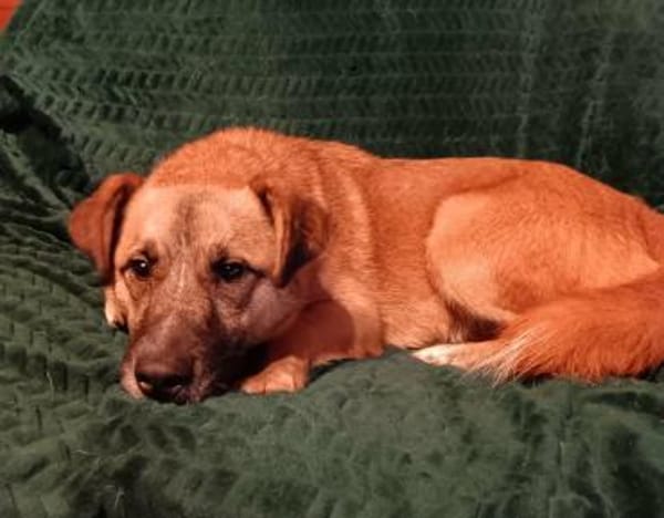 Little Ben -wartet in PLZ 16835 auf DICH