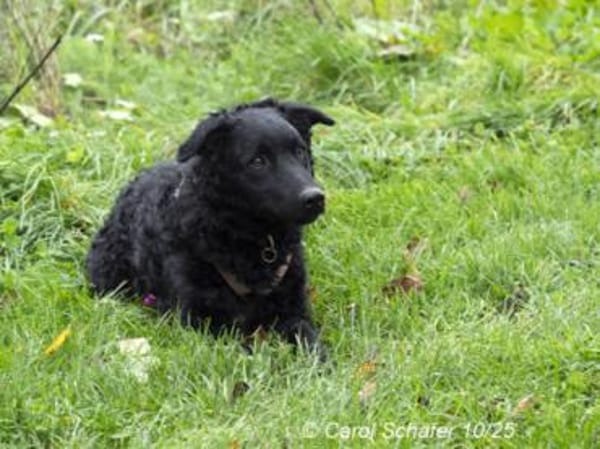 Bonny, liebevolle und nette Hündin
