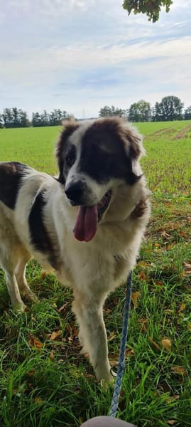 Dennis ist ein bezaubernder Rüde