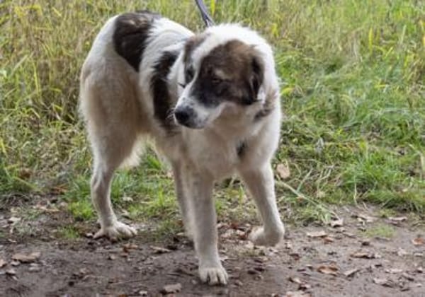 Dennis ist ein bezaubernder Rüde