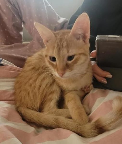 Zuckerschnute Cinnamone