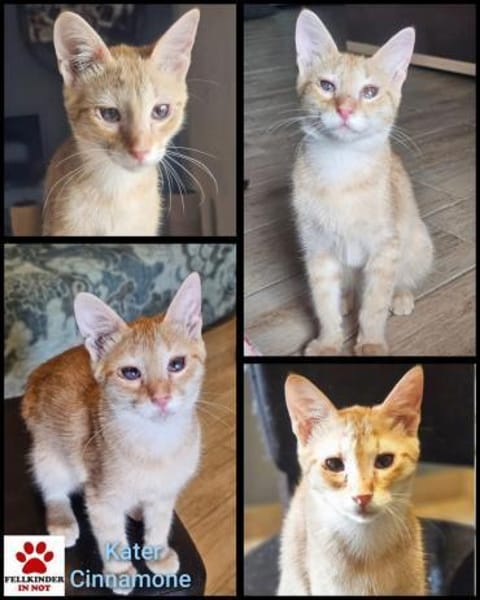 Zuckerschnute Cinnamone