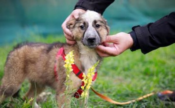 Schenkst du Audrey dein Herz?