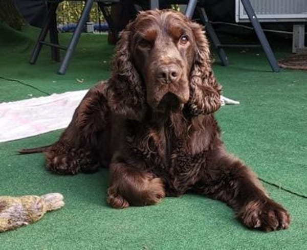 Hübscher Cocker Sammy sucht eine Familie