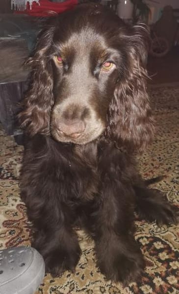 Hübscher Cocker Sammy sucht eine Familie