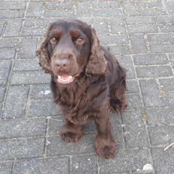 Hübscher Cocker Sammy sucht eine Familie