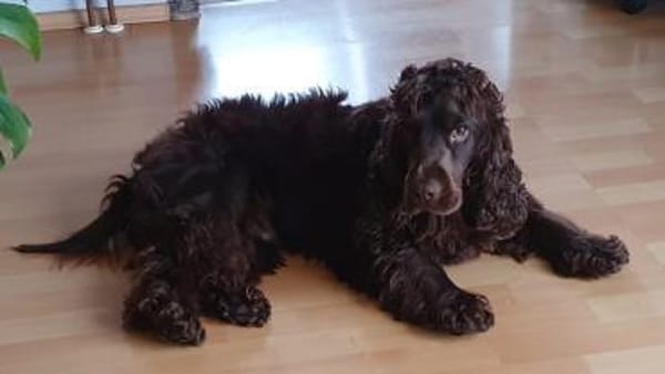 Hübscher Cocker Sammy sucht eine Familie