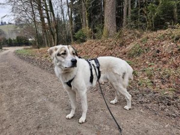 Maximus sucht erfahrene Menschen