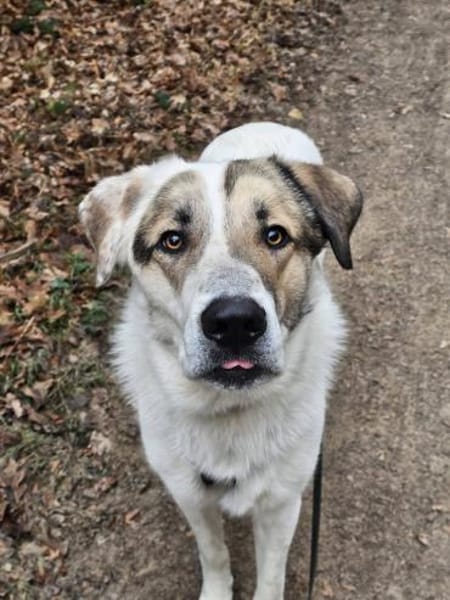 Maximus sucht erfahrene Menschen