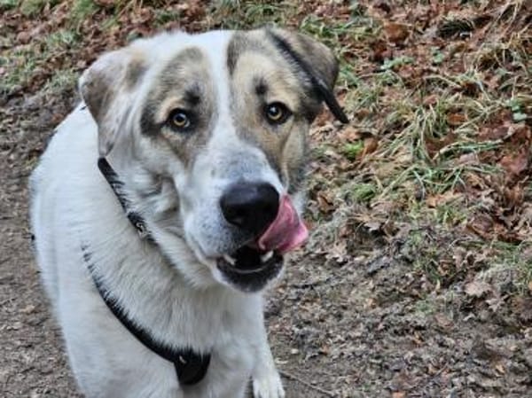 Maximus sucht erfahrene Menschen