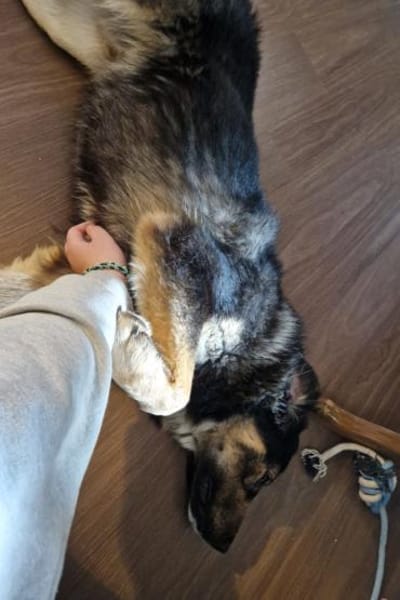 Aramis 💗 wartet in 31812 Bad Pyrmont