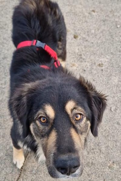 Aramis 💗 wartet in 31812 Bad Pyrmont