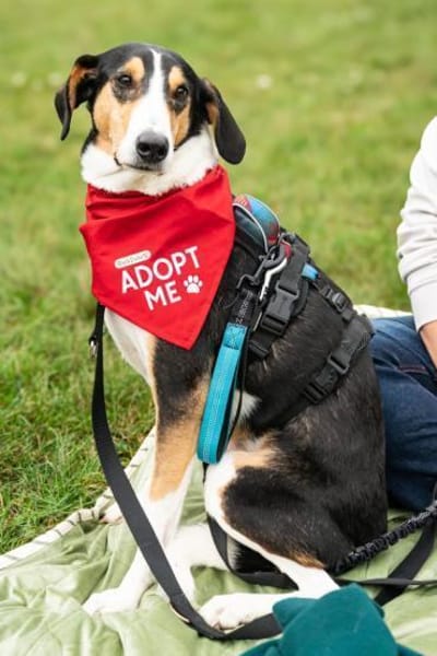 Bobi 💗 wartet in 99718 Greussen