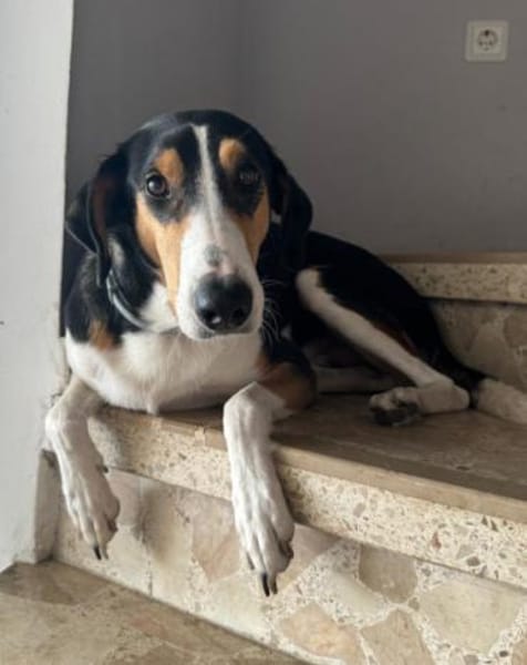 Bobi 💗 wartet in 99718 Greussen