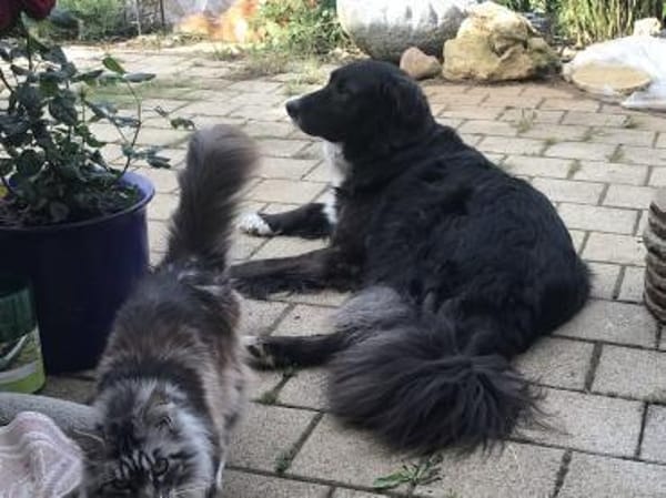 Paco 🍀🍀🍀 ist ein toller Rüde