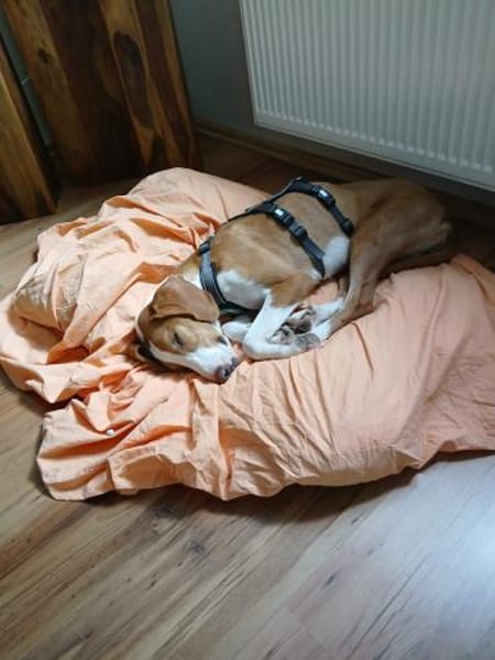 Mirella sucht ihr Für-Immer-Zuhause!