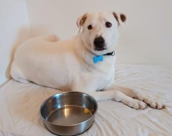 Labi-Boxer-Rüde ♥SNOW♥ sanft und lieb