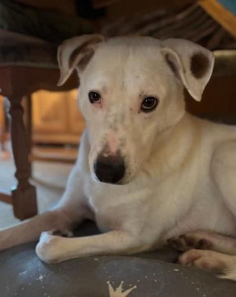 Labi-Boxer-Rüde ♥SNOW♥ sanft und lieb