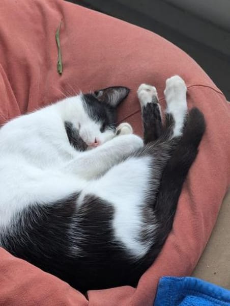 Unser Kuschelkater und Charmeur Felix