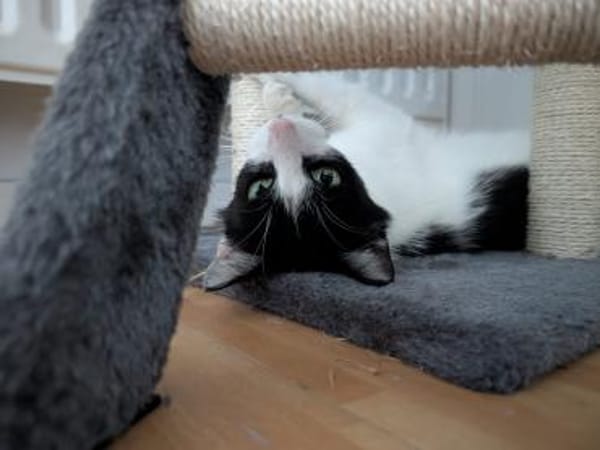 Unser Kuschelkater und Charmeur Felix