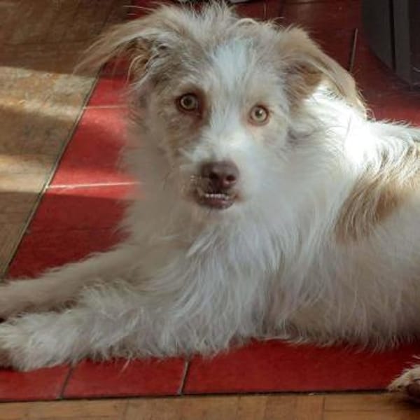 Traumhündin Lovely auf PS in 91278